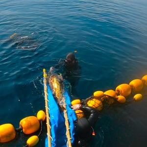 Generic representation of BECORV