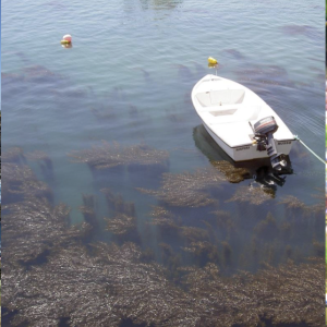 Sargassum muticum Albufeira Harbor
