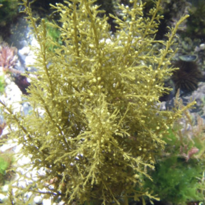 Sargassum muticum in tide pool