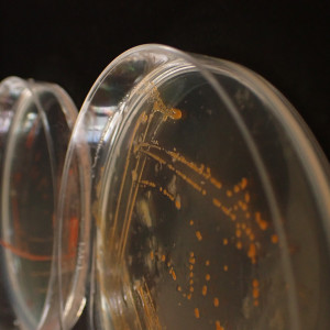 Isolated kelp associated bacteria