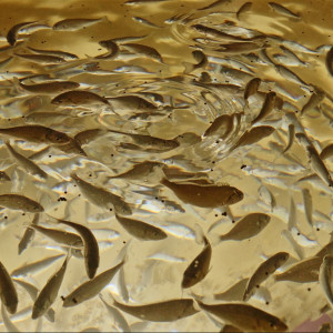 Fish in an aquaculture tank