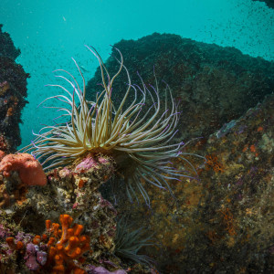 Underwater habitat full of biodiversity