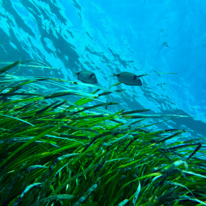 Two fishes diving near seagrass