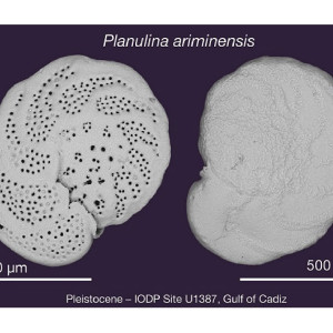 Planulina ariminensis from the Gulf of Cadiz