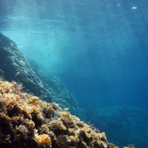 default-image-project