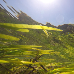 Zostera marina meadow (Ria Formosa) with isopod