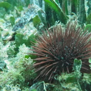 Sea urchin (Paracentrotus lividus) in a seagrass meadow