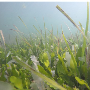 Cymodocea and Caulerpa in Ria Formosa