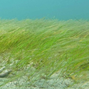 Halodule wrightii in São Tomé