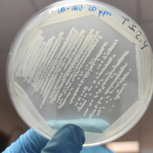 bacterial strain TIBU