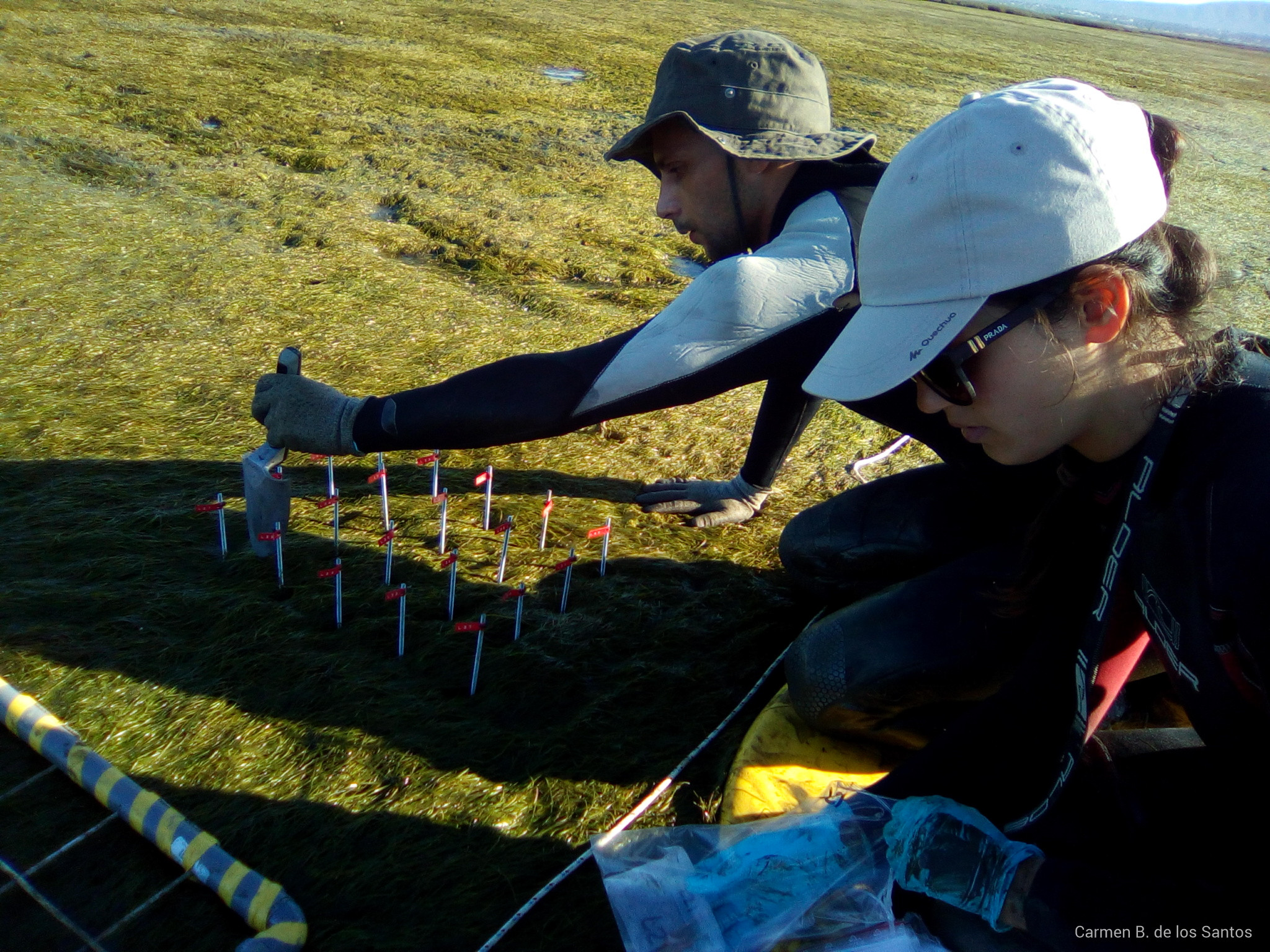 Field work in seagrass