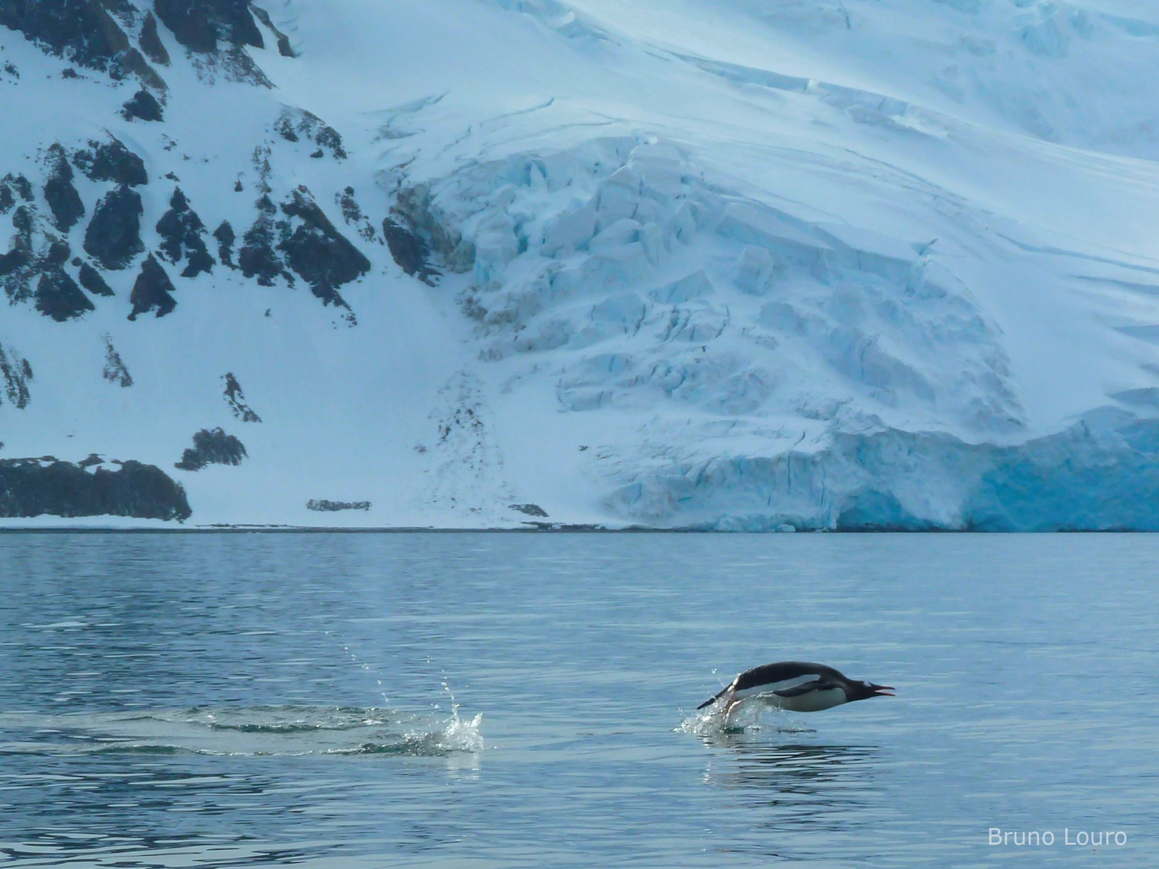 Polar Habitat