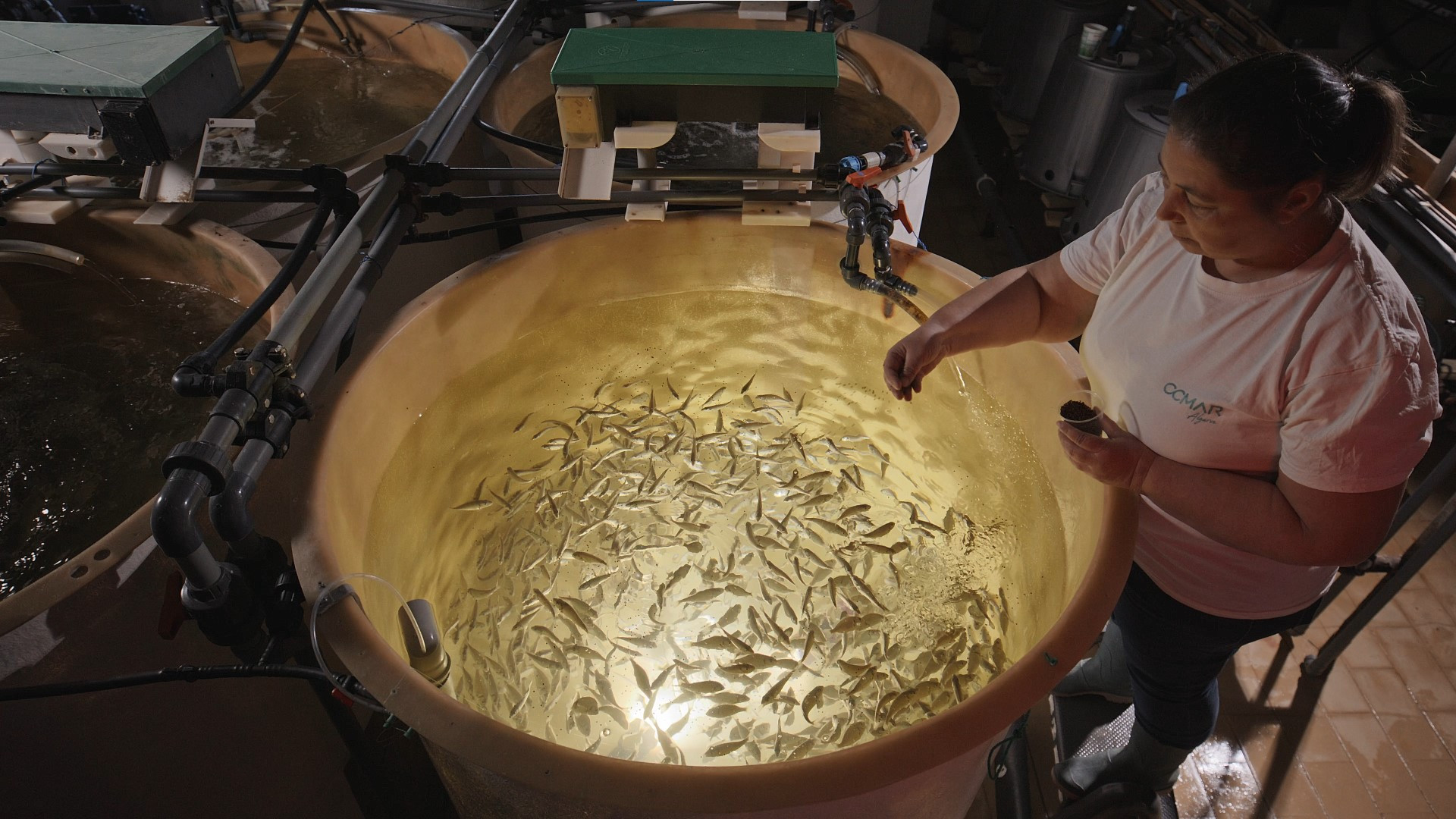Researcher feeding fish in an aquaculture tank