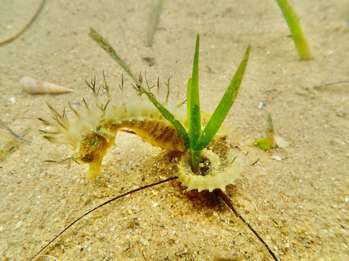 Seahorse in a seagrass