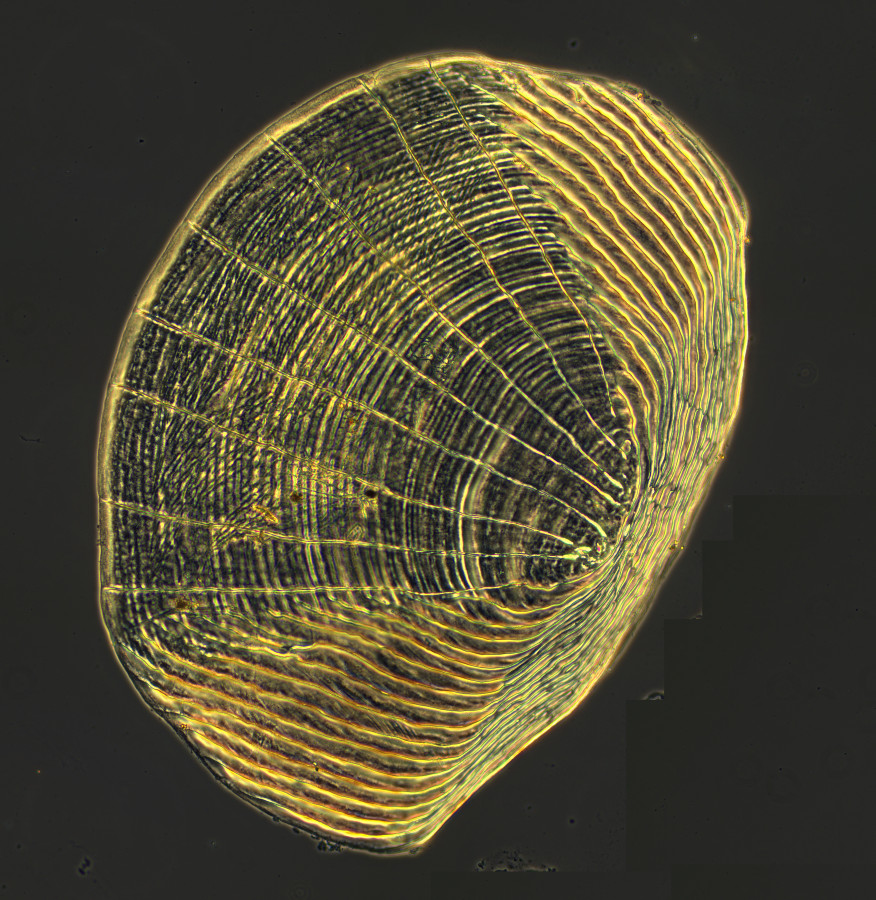 Scale of a zebrafish. Sample courtes: Gil Martins, Bioskel Group