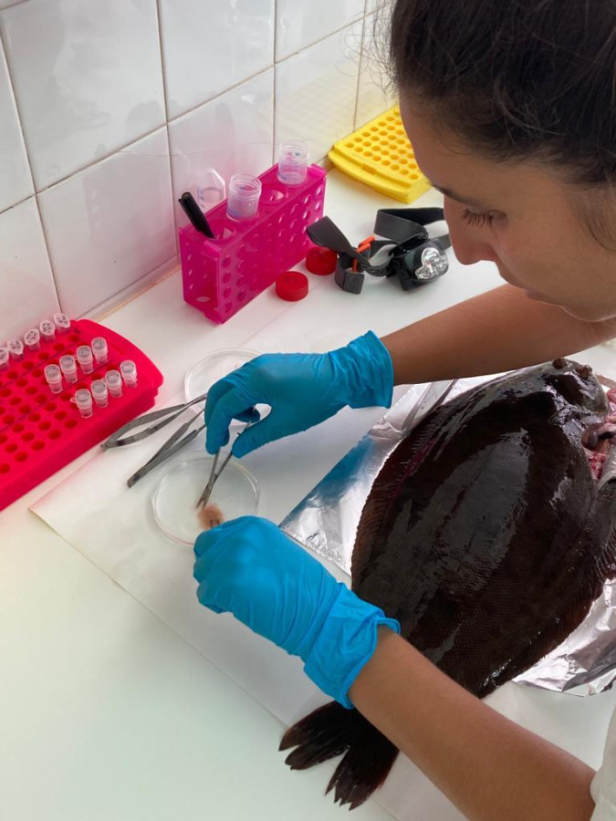 Recolha de amostra