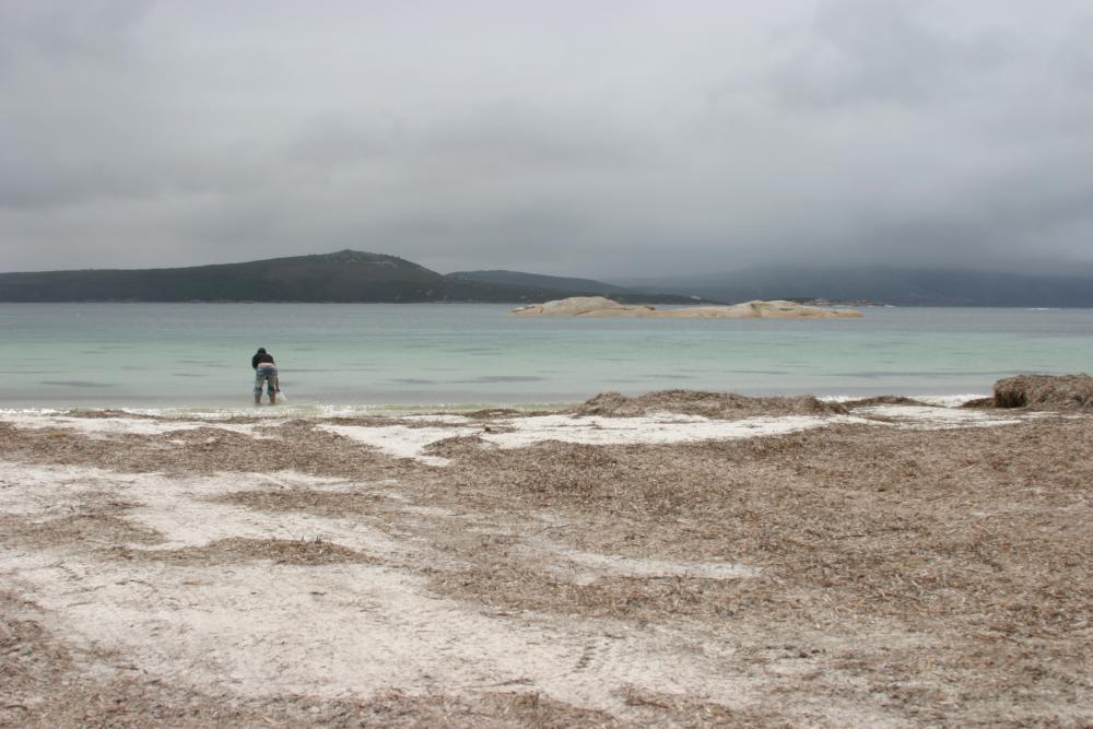 Posidonia australis sampling in Albany, Western Australia