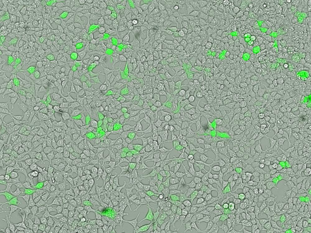 Gilthead seabream VSa13 cells expressing GFP
