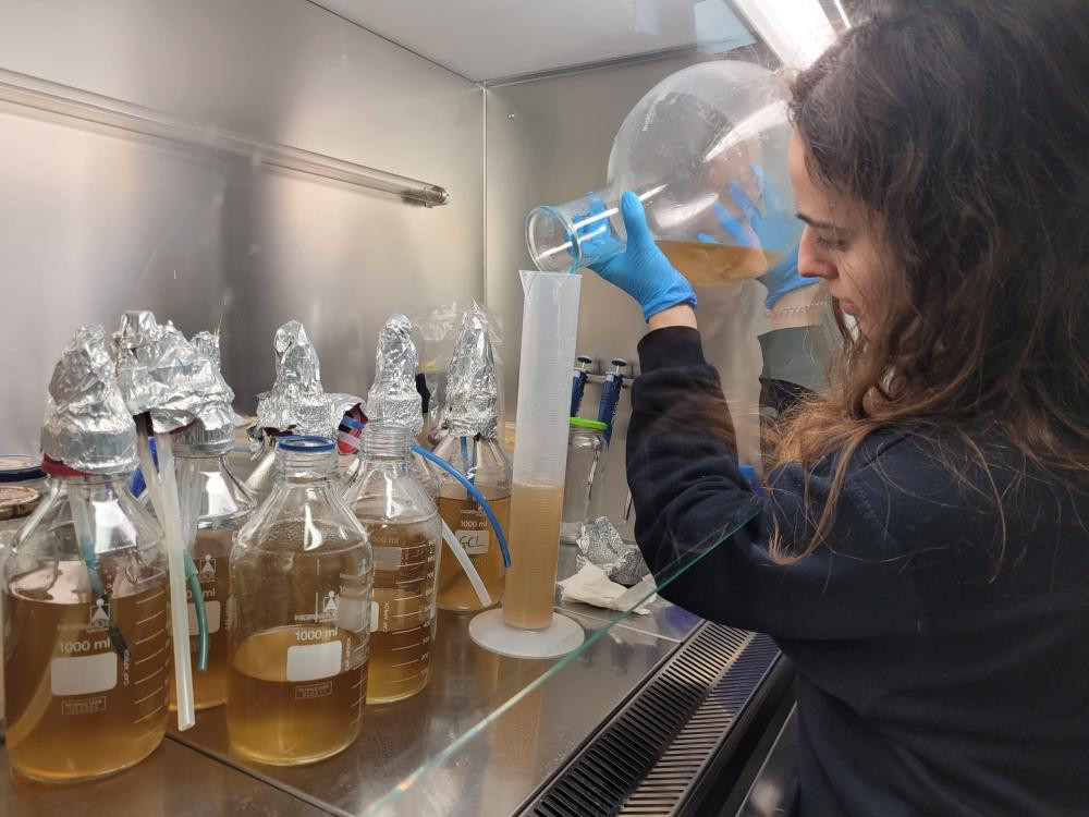 inoculação ensaio microalgas