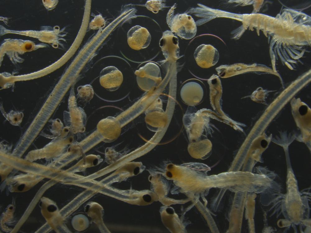 Meroplankton community (decapod larvae and ichthyoplankton)