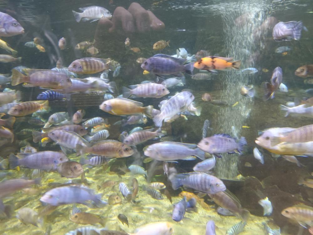 Lake Malawi Cichlids