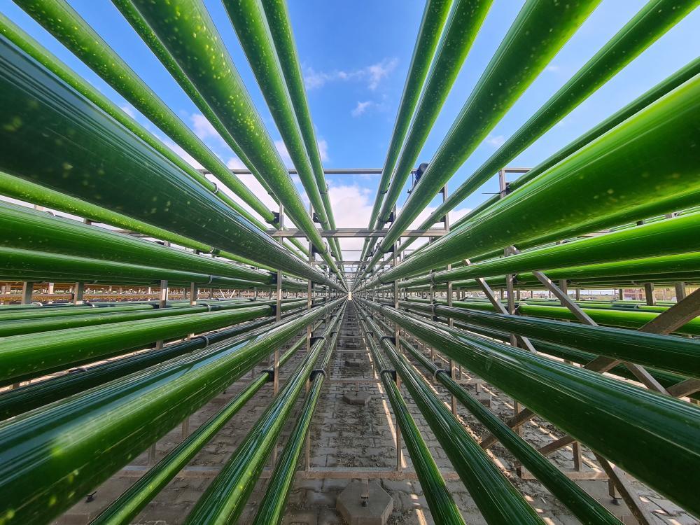 production of microalgae in a tubular photobioreactor at industrial scale
