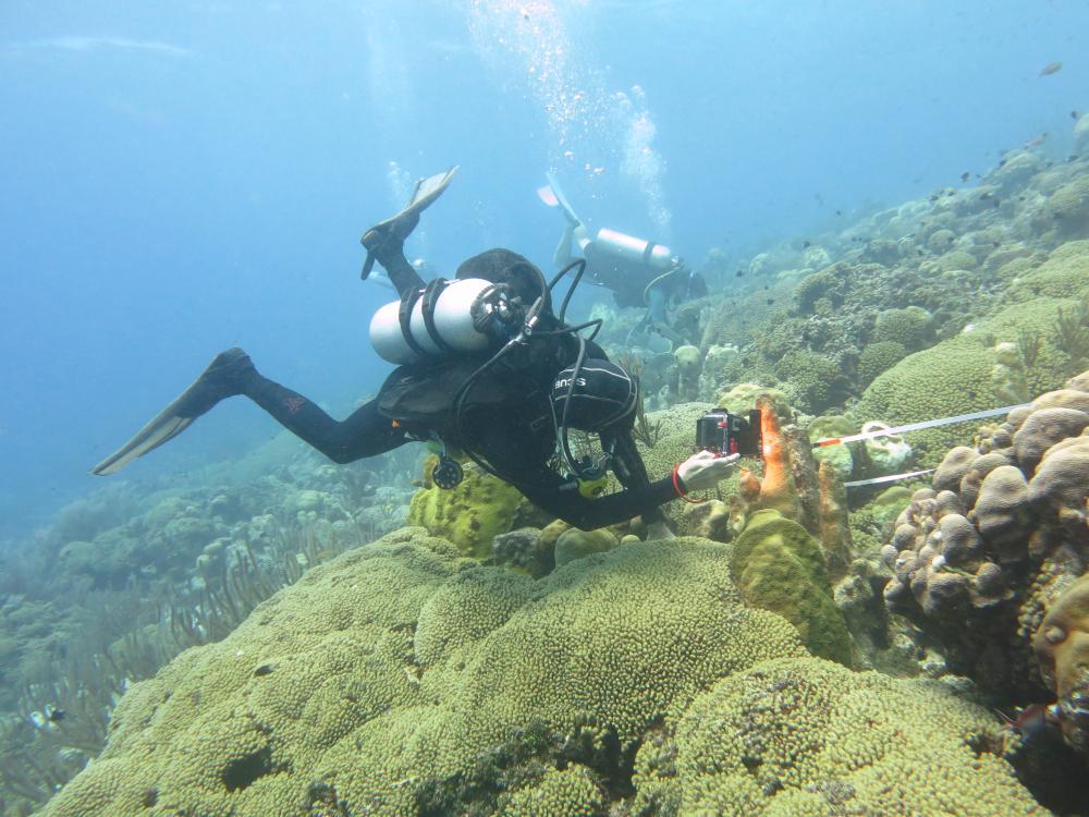 Underwater coral reef research with CARMABI, Curaçao