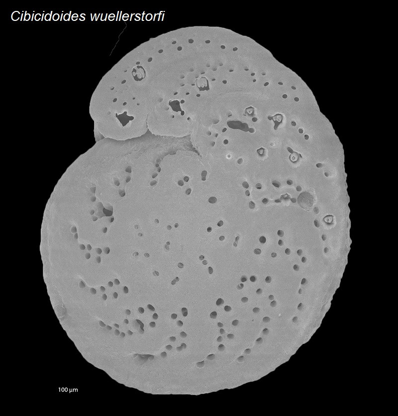 Deep-sea benthic foraminifer Cibicidoides wuellerstorfi