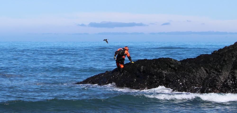 Seaweed sampling in antartica