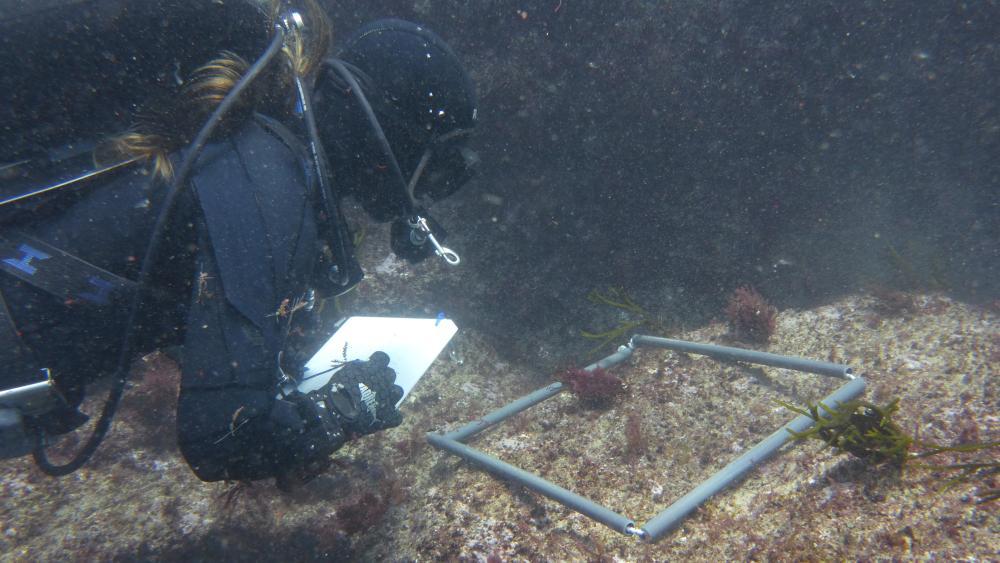 Amostragem por censos visuais subaquáticos. Sampling through underwater visual census.