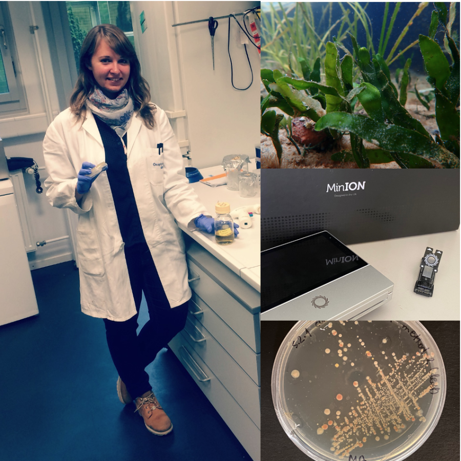 working with the green seaweed Caulerpa