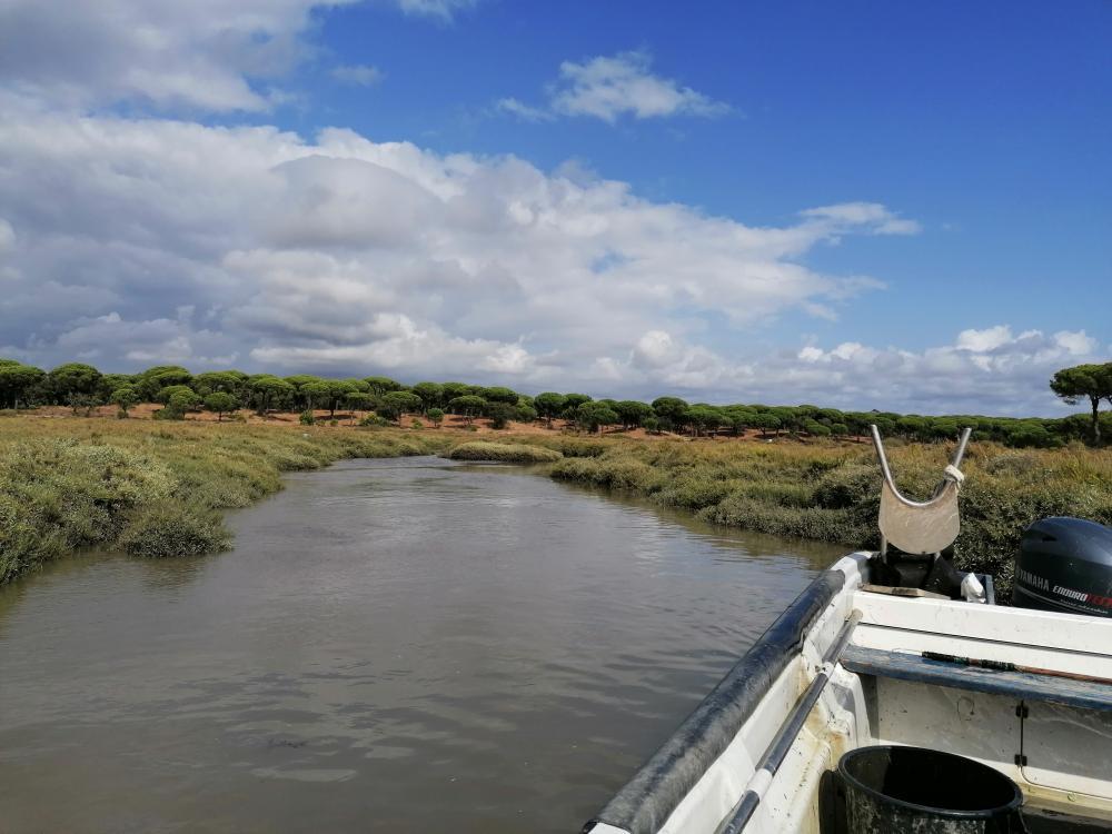 I work with estuarine crab fisheries along the Portuguese coast