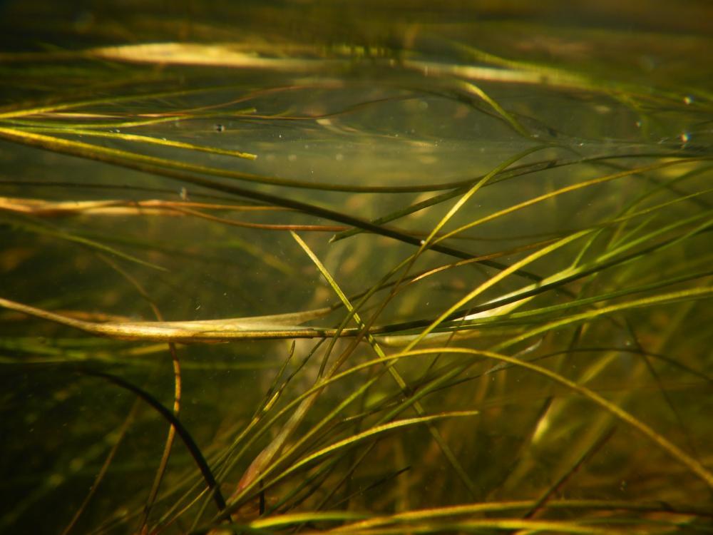 Ruppia maritima, one of the most widely distributed seagrasses in the world and one of the least studied