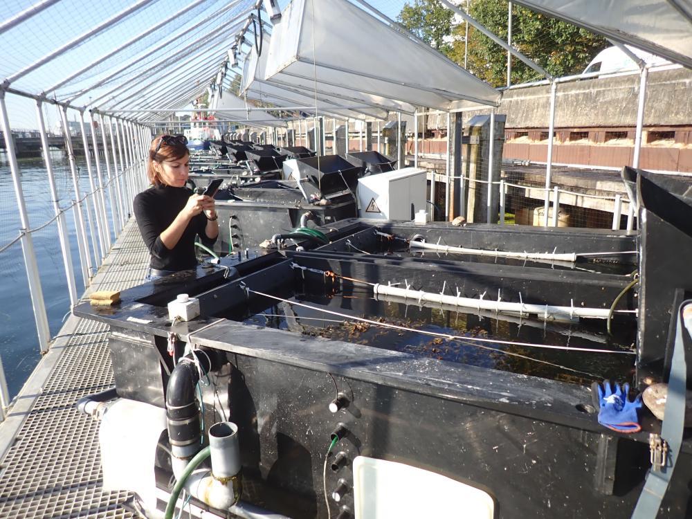 Benthocosm tanks containing algae and seagrasses
