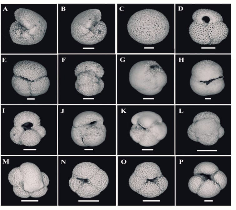 Planktonic foraminifera found in Pleistocene sediments of the IODP Site U1387 (Gulf of Cadiz)