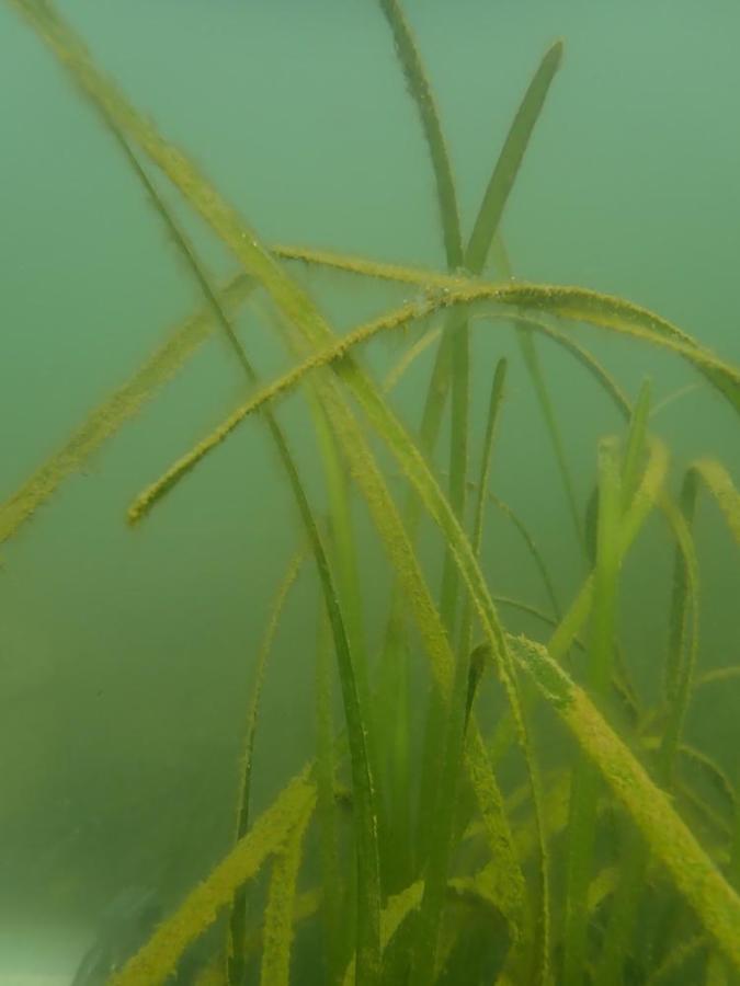 Zostera marina restoration in Ria Formosa Lagoon, Faro, Portugal.
