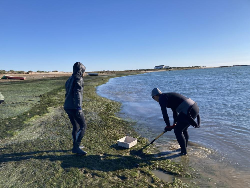Seagrass restoration campain in Ria Formosa.