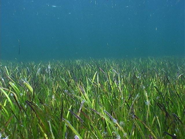 Seagrass meadow