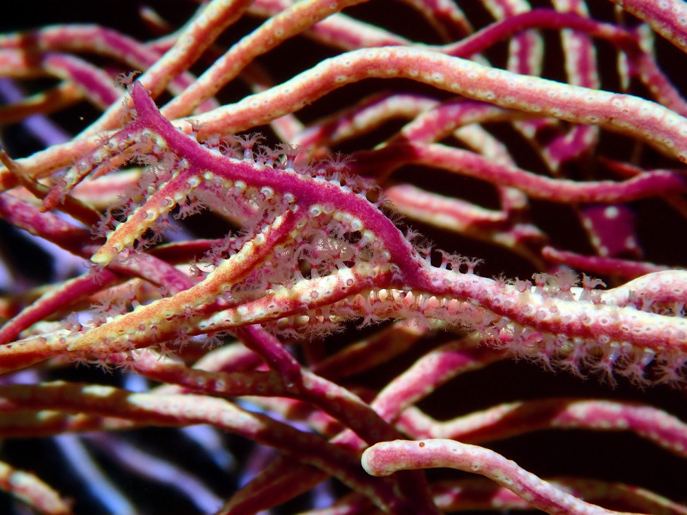 Leptogorgia sarmentosa