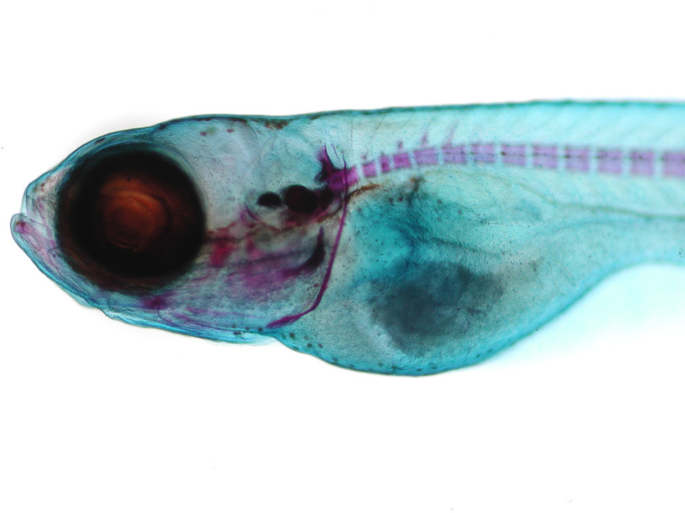 Zebrafish larvae at 17 days with staining to visualize the developing vertebral column