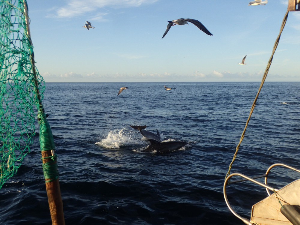 Golfinhos roazes-corvineiros na proximidade de uma embarcação de pesca