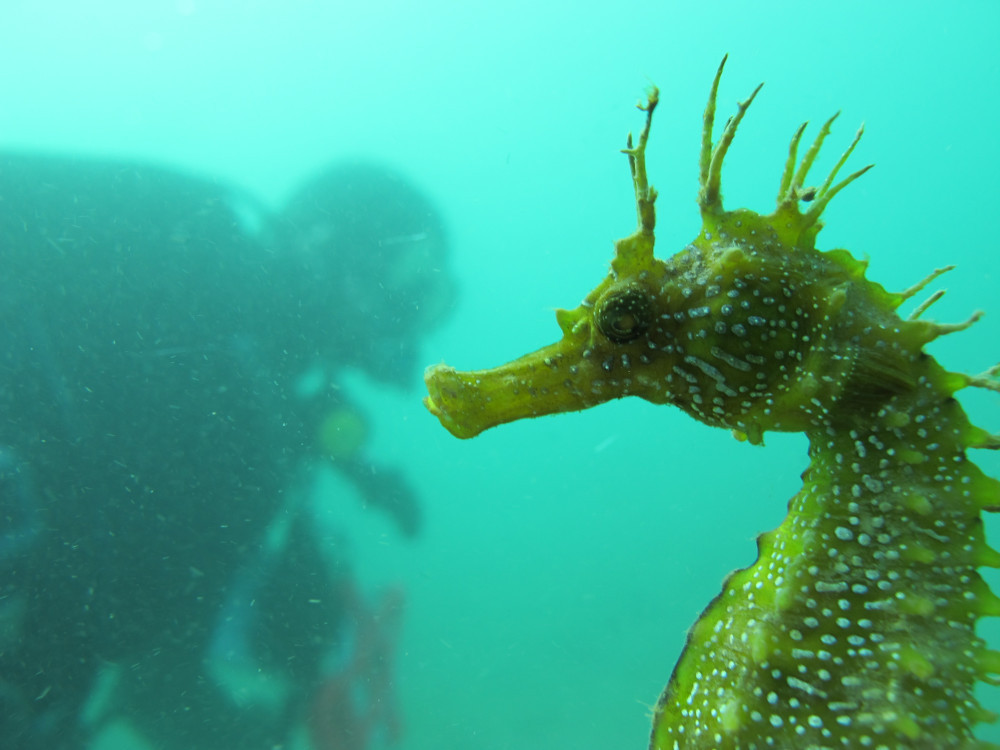 Seahorses best represent the biodiversity of the habitats they inhabit, and their protection and conservation are equivalent to safeguarding the entire biodiversity.