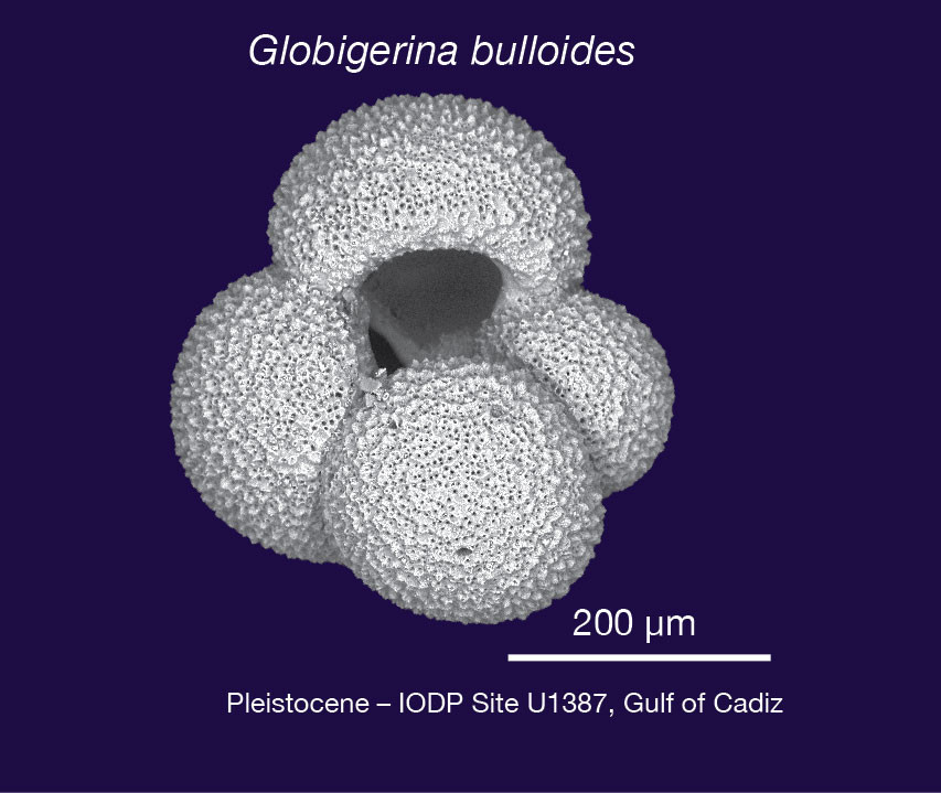 shell of the planktonic foraminifera Globigerina bulloides