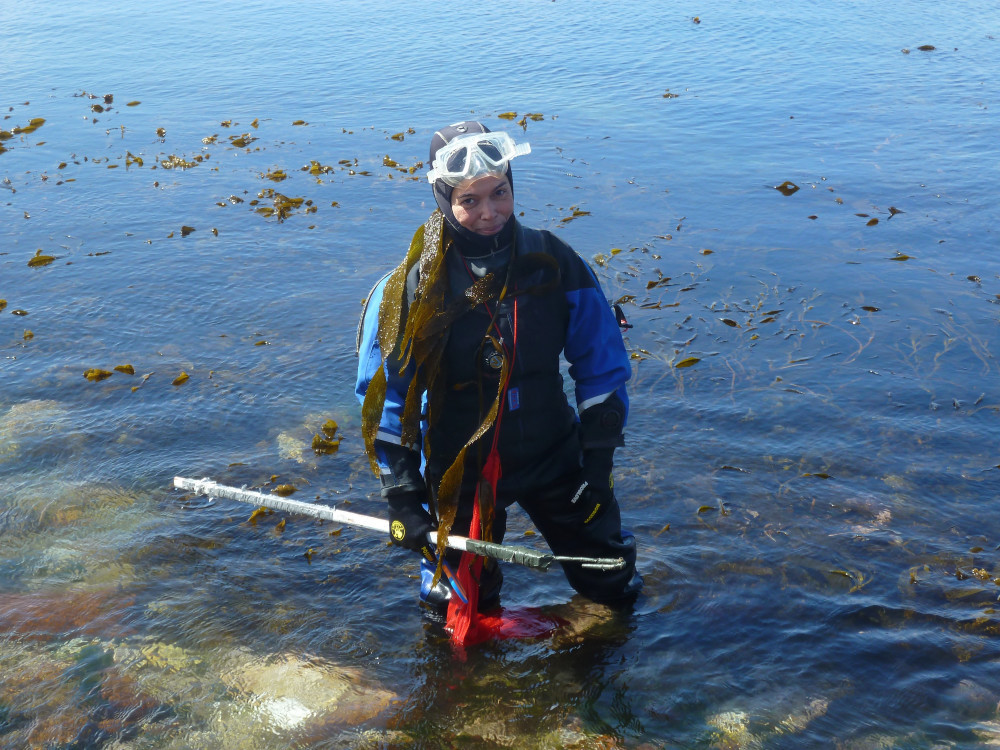 Sampling giant kelp in the Falklands