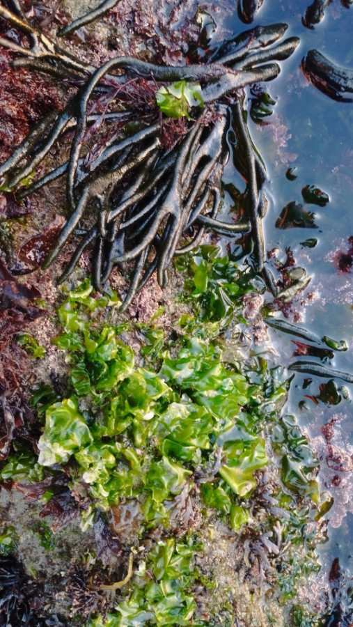 Ulva and Codium