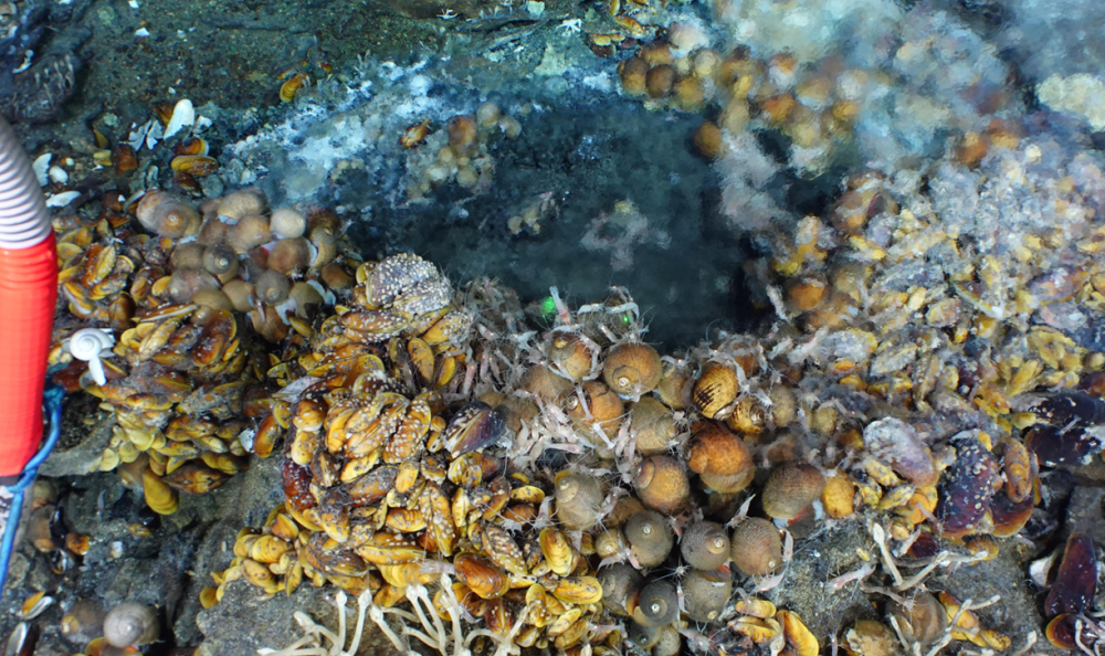 Deep-sea hydrothermal vent emitting mineral-rich black smoke surrounded by specialized marine organisms such as tube worms and crabs.