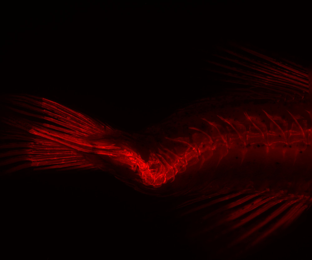 Zebrafish larvae stained with Alizarin Red