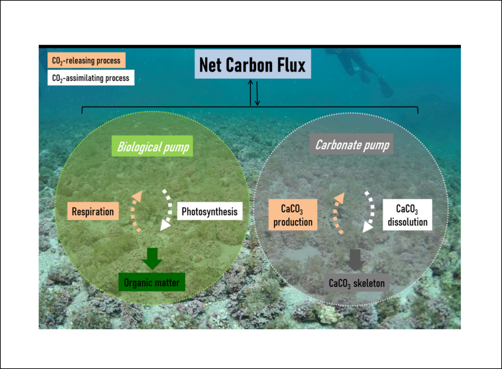 Carbon &amp; carbonate cycling in coralline algal beds