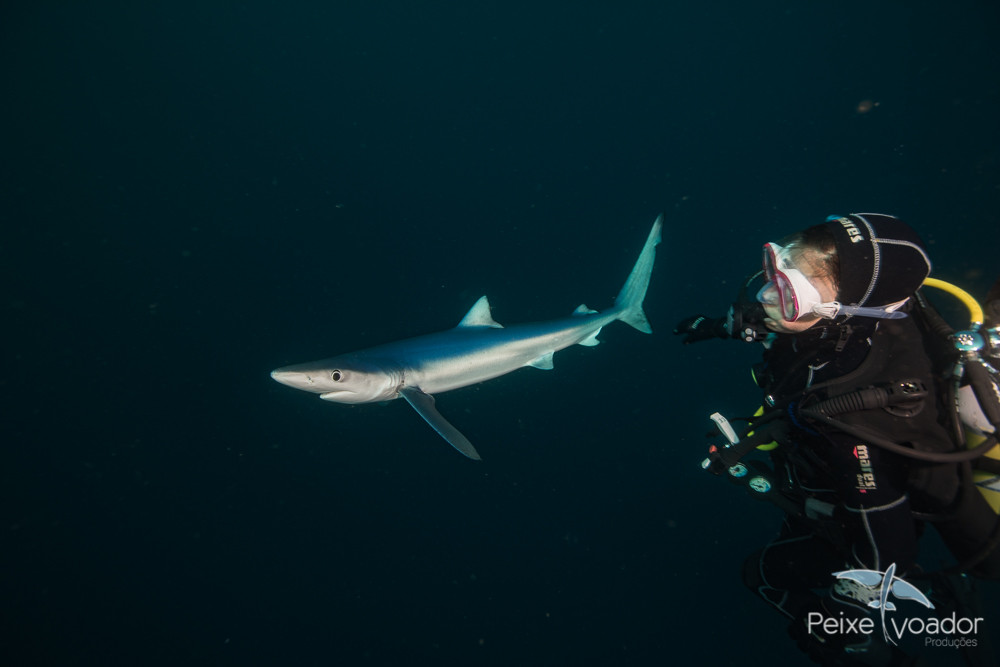 Blue shark diving South Africa