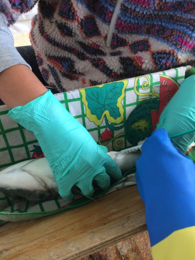 Seabream sperm collection